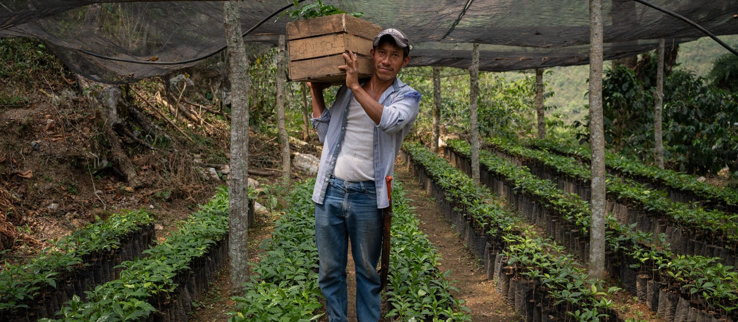 Coffee for good - a man harvesting coffee