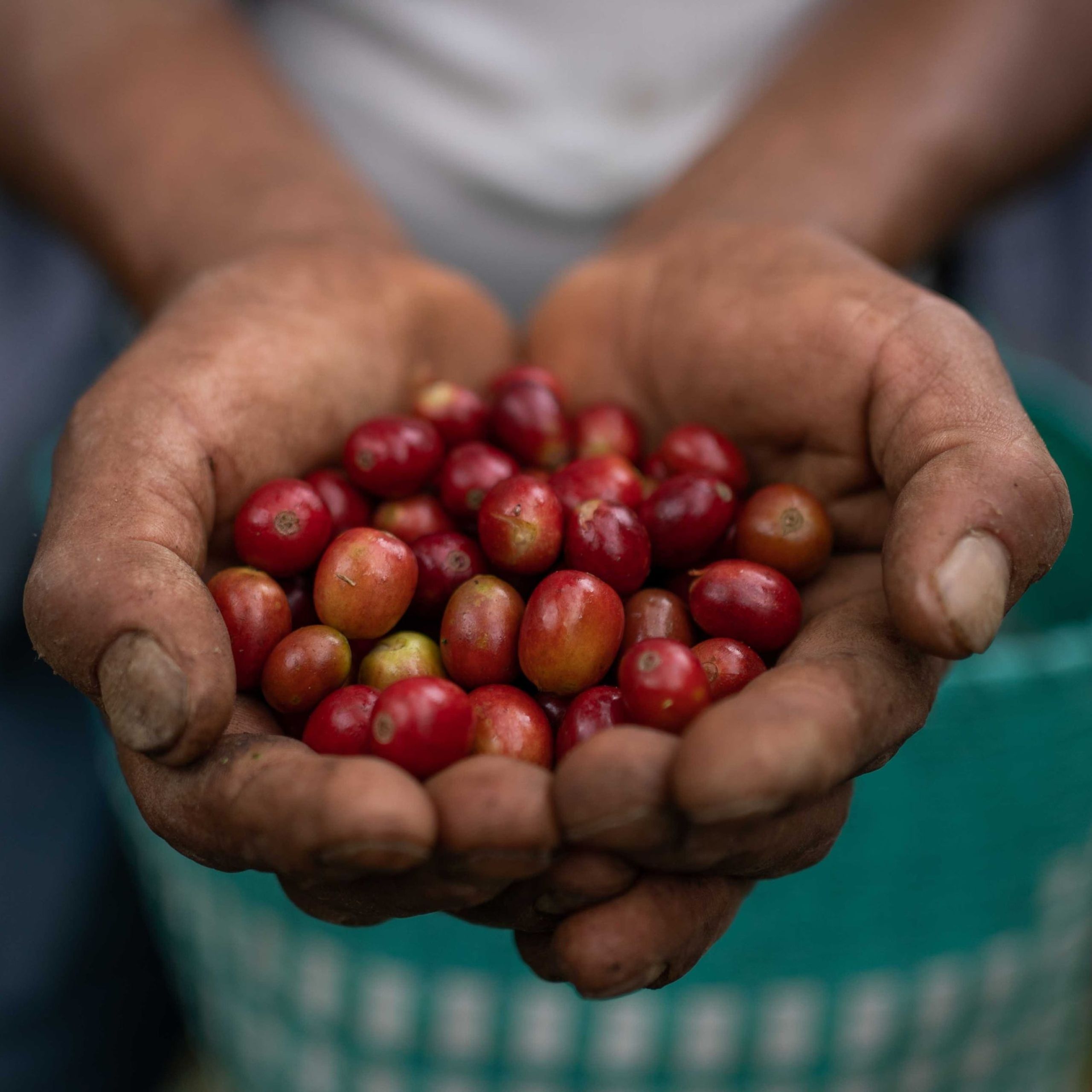 Coffee Beans