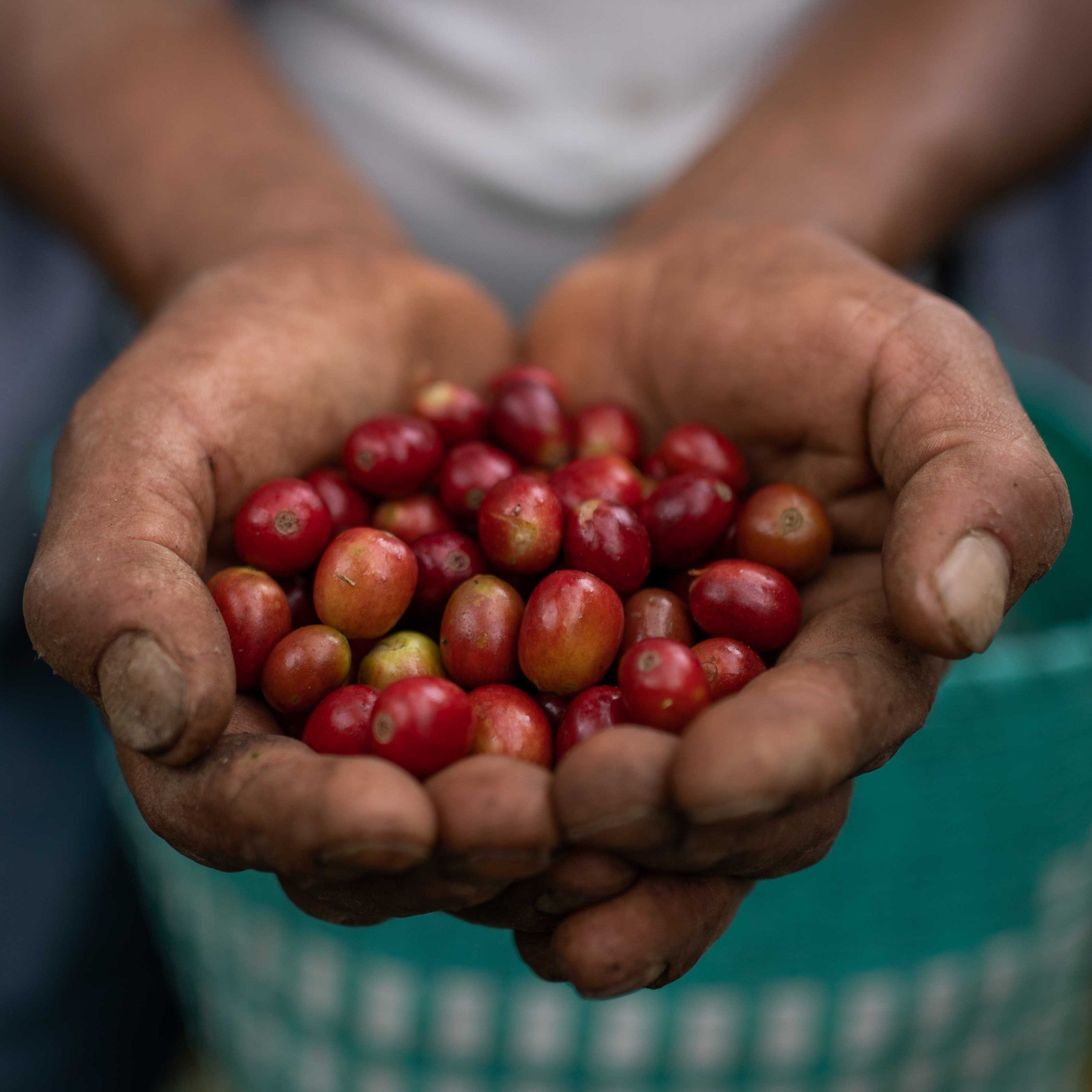 Coffee Beans